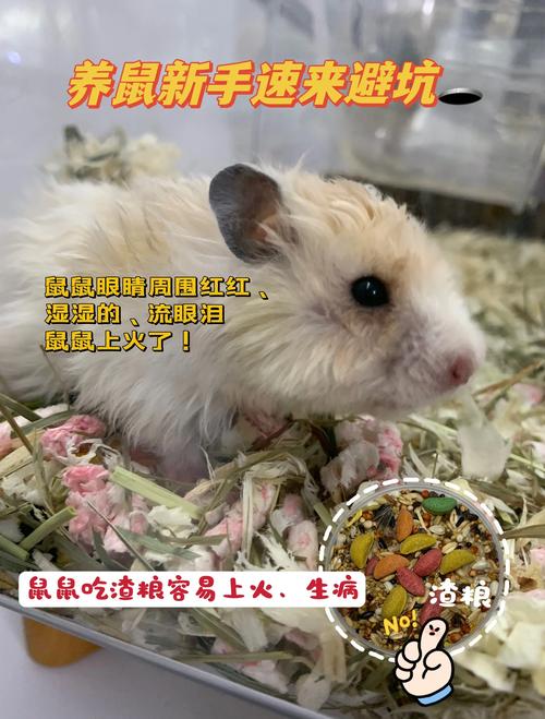 天竺鼠可以吃仓鼠粮吗_天竺鼠禁吃仓鼠粮,专用饲料草蔬搭配才健康 天竺鼠可以吃仓鼠粮吗_天竺鼠禁吃仓鼠粮,专用饲料草蔬搭配才健康