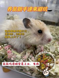 天竺鼠可以吃仓鼠粮吗_天竺鼠禁吃仓鼠粮，专用饲料草蔬搭配才健康