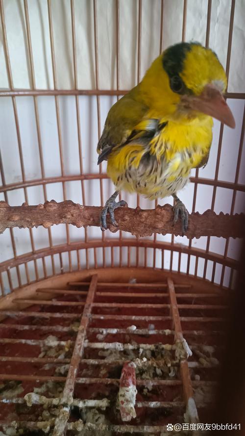 个人能不能养黄鹂鸟_保护野生黄鹂,勿私养,放归自然好 个人能不能养黄鹂鸟_保护野生黄鹂,勿私养,放归自然好