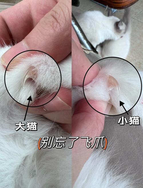 要不要给猫剪指甲_猫咪指甲长需修剪,保护家具和健康! 要不要给猫剪指甲_猫咪指甲长需修剪,保护家具和健康!