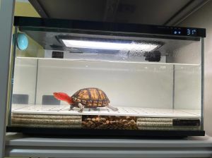 红面蛋龟适宜温度_红面蛋龟喜温暖，控温保健康