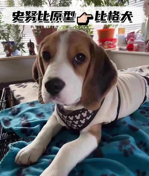 史努比是什么品种的狗_比格犬,活泼亲人,猎兔犬出身 史努比是什么品种的狗_比格犬,活泼亲人,猎兔犬出身