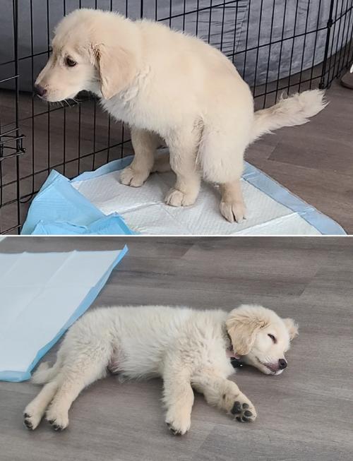 0-3个月幼犬训练上厕所_宝宝定点如厕训练小妙招