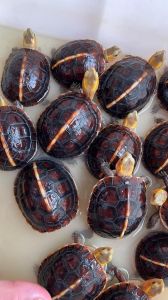 黄缘龟一公一母可以繁殖吗_环境配对要点