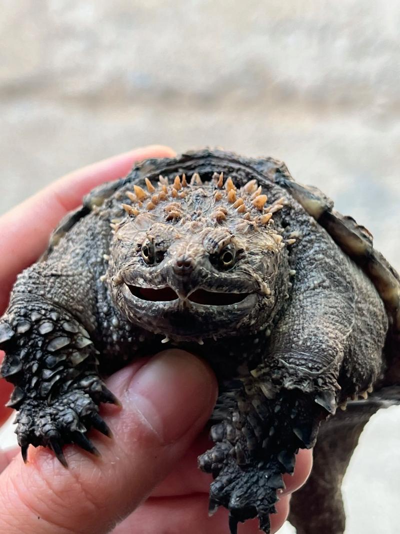 纯佛好还是大鳄龟好_佛鳄龟凶猛,大鳄龟沉静,选哪个? 纯佛好还是大鳄龟好_佛鳄龟凶猛,大鳄龟沉静,选哪个?