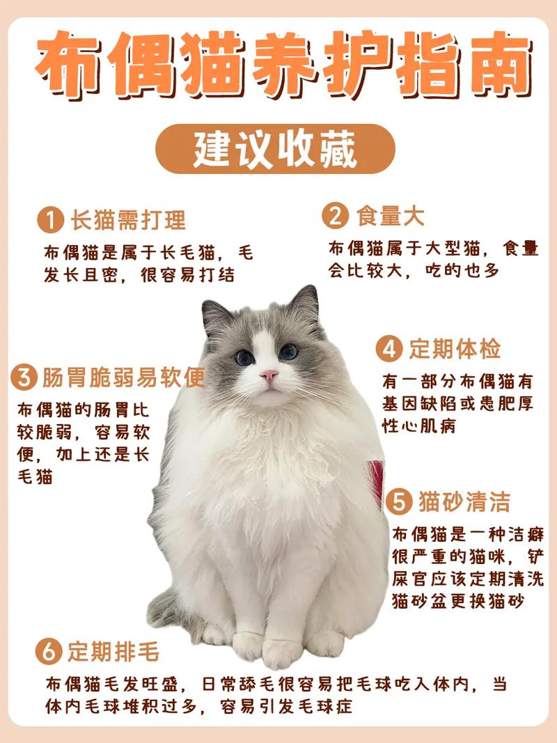 养布偶猫十大禁忌_饮食驱虫健康指南 养布偶猫十大禁忌_饮食驱虫健康指南