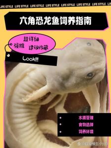 养六角恐龙鱼有毒吗_蝾螈宠物，温和亲人，饲养需注意安全