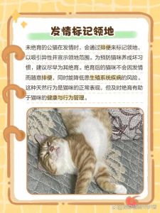猫忽然乱拉屎的原因是什么_猫咪乱拉屎？健康环境心理都查查！