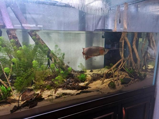 谁说小缸不能养龙鱼_1米2龙鱼缸太小,养金龙鱼需大缸! 谁说小缸不能养龙鱼_1米2龙鱼缸太小,养金龙鱼需大缸!