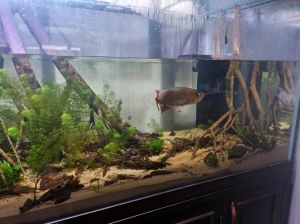 谁说小缸不能养龙鱼_1米2龙鱼缸太小，养金龙鱼需大缸！