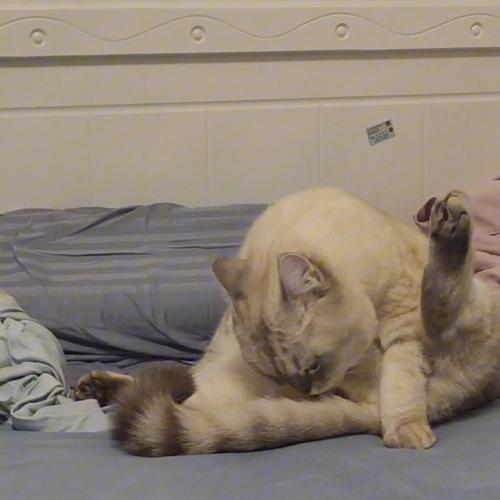 居然被猫舔出感觉了_带倒刺的舌头的爱意与信任