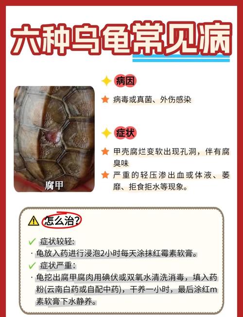 鹰嘴龟多少度会热死_温度饮食与防病要点 鹰嘴龟多少度会热死_温度饮食与防病要点