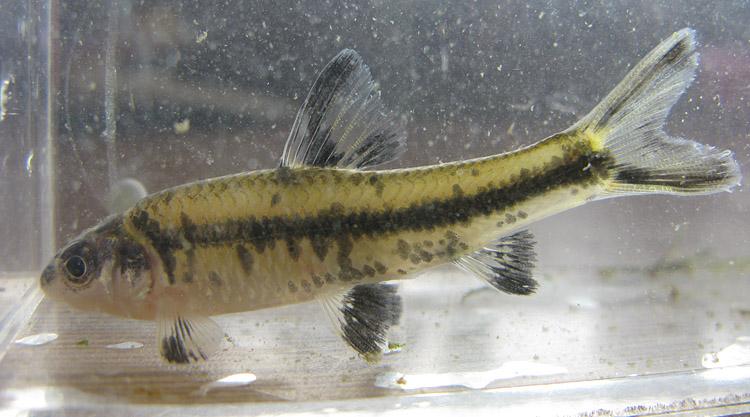 溪流黑线沙鳅：记忆里的鱼儿