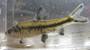 溪流黑线沙鳅：记忆里的鱼儿