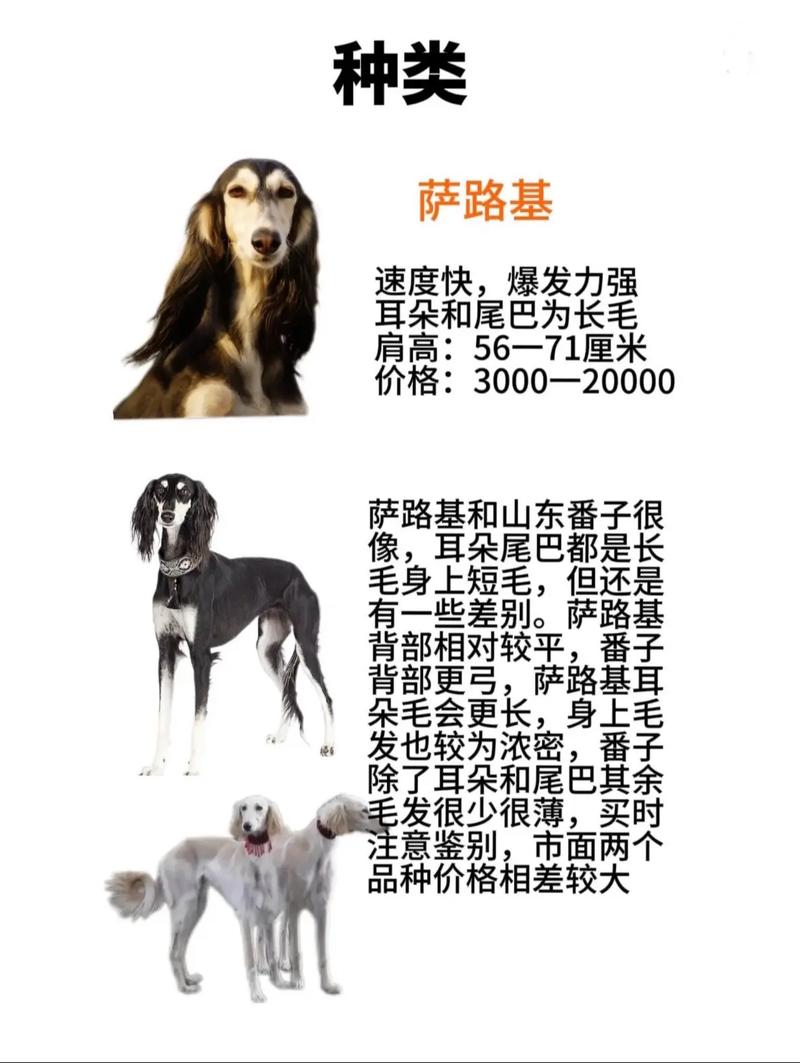 哮天犬原型中国细犬_传说中的哮天犬,濒危犬种急需保护 哮天犬原型中国细犬_传说中的哮天犬,濒危犬种急需保护