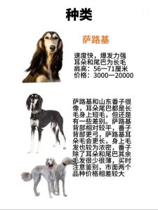 哮天犬原型中国细犬_传说中的哮天犬，濒危犬种急需保护