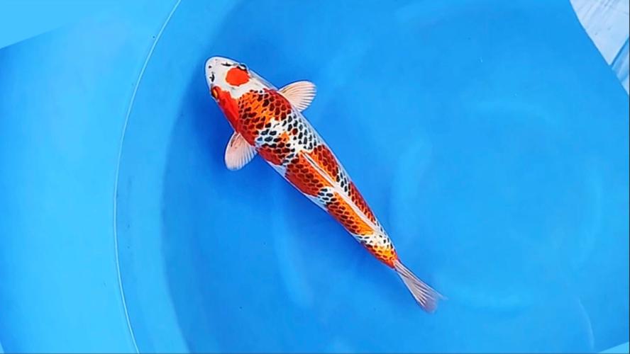 凤尾和锦鲤能放在一起养吗_凤尾鱼锦鲤别混养，水温食性都不合