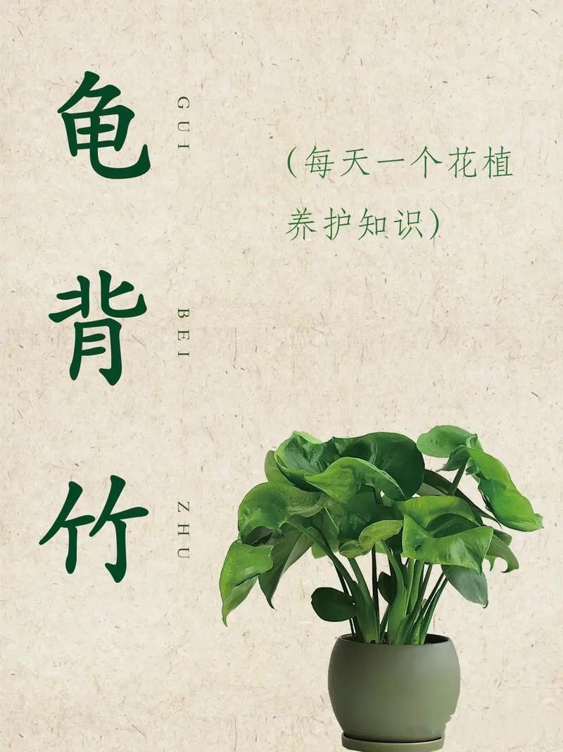 龟背竹为什么不建议养_娇贵毒怕宠，养龟背竹好还是仿真植物？