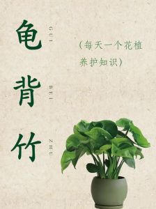 龟背竹为什么不建议养_娇贵毒怕宠，养龟背竹好还是仿真植物？