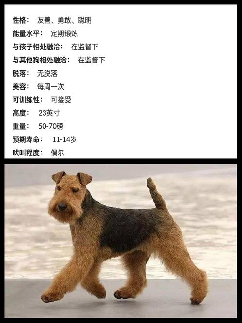 万能梗犬有几种毛发颜色_经典灰黑配色,独特魅力惹人爱 万能梗犬有几种毛发颜色_经典灰黑配色,独特魅力惹人爱