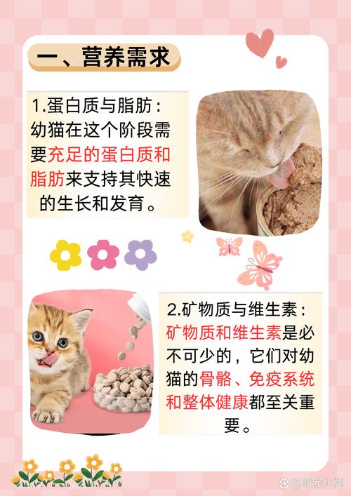 1至2月幼猫喂养方法_奶粉辅食与护理要点 1至2月幼猫喂养方法_奶粉辅食与护理要点