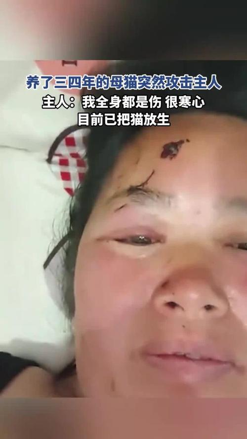 4只小猫都被母猫咬死了_母猫咬小猫原因多，别怪它天性恶