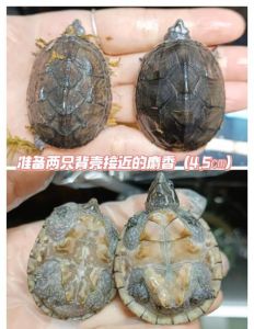 果核龟能和麝香繁殖吗_果核龟与麝香龟不能繁殖，习性差异大