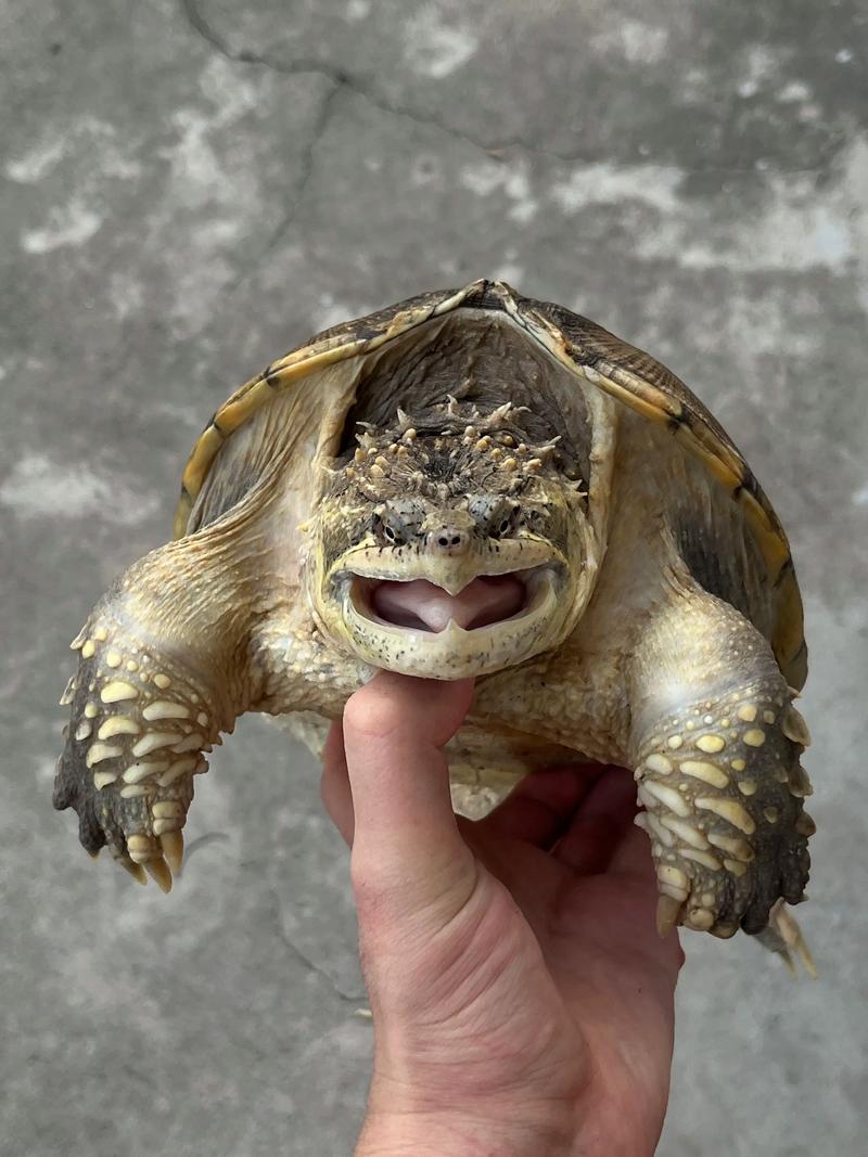 纯佛鳄龟一年能长多大_佛鳄龟生长快,环境饲料是关键 纯佛鳄龟一年能长多大_佛鳄龟生长快,环境饲料是关键