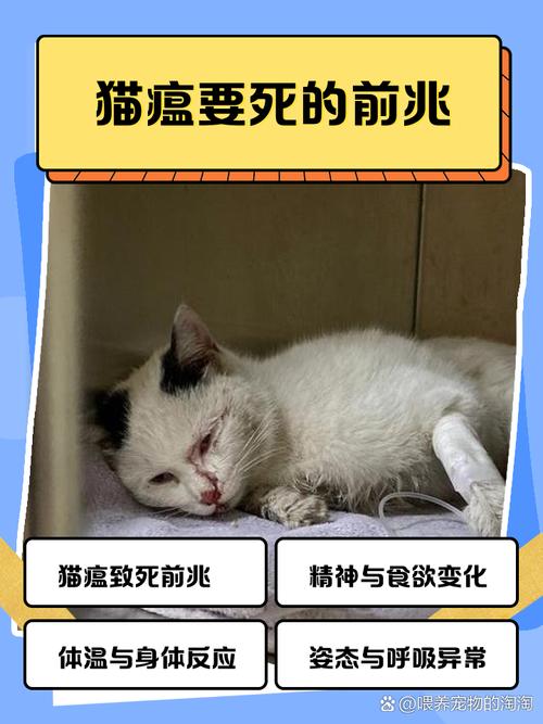 猫临死前的15个征兆_温柔陪伴最后时光 猫临死前的15个征兆_温柔陪伴最后时光