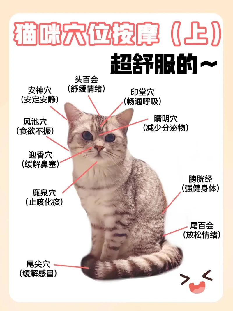 找猫最简单三个咒_角落角落找,剪刀猫碗试,爱心盼归来! 找猫最简单三个咒_角落角落找,剪刀猫碗试,爱心盼归来!