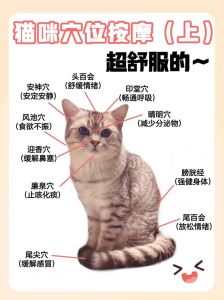 找猫最简单三个咒_角落角落找，剪刀猫碗试，爱心盼归来！