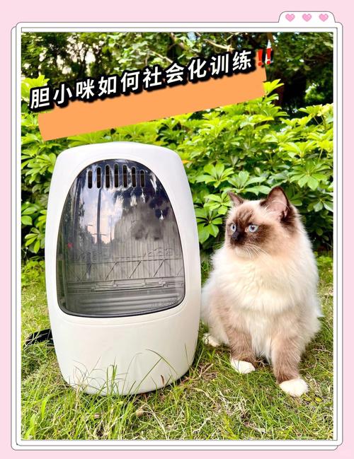 猫胆小怎么训练_胆小猫咪如何变自信?营造安全舒适环境,多陪伴 猫胆小怎么训练_胆小猫咪如何变自信?营造安全舒适环境,多陪伴