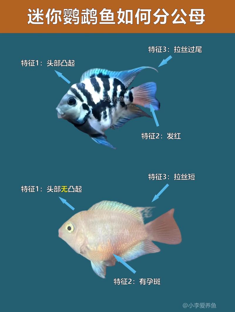 蓝迷你鹦鹉鱼为什么老是躺着_鹦鹉鱼躺底怎么办?速查病因防病 蓝迷你鹦鹉鱼为什么老是躺着_鹦鹉鱼躺底怎么办?速查病因防病