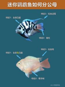 蓝迷你鹦鹉鱼为什么老是躺着_鹦鹉鱼躺底怎么办？速查病因防病