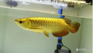 60小缸养龙鱼成功_宽60厘米以上，配强过滤加热棒