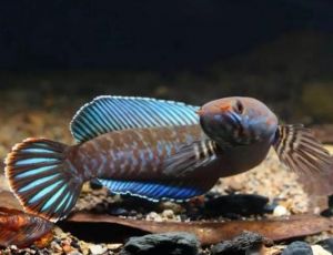 用水陆缸容易养的淡水鱼_水陆两栖缸养弹涂鱼，互动有趣！