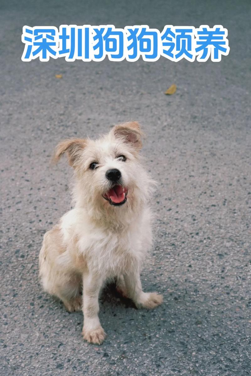 梗类犬的品种_梗犬品种特色大 梗类犬的品种_梗犬品种特色大