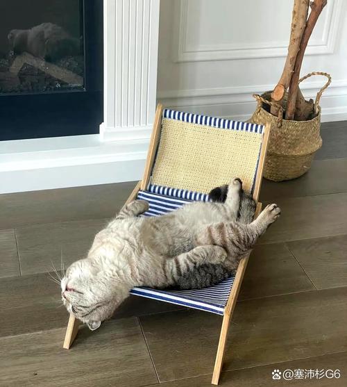 陌生的小猫跑到我腿边睡觉_小猫信任我,睡我腿上渴望陪伴 陌生的小猫跑到我腿边睡觉_小猫信任我,睡我腿上渴望陪伴