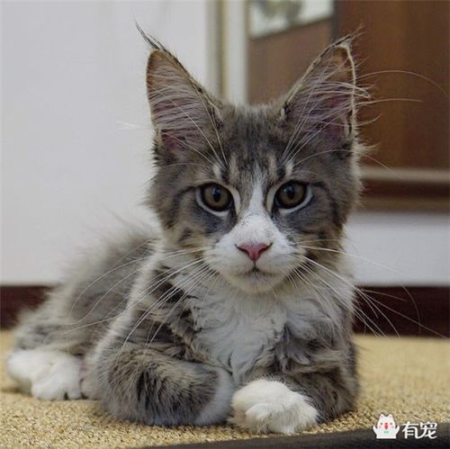 小母猫发情了怎么缓解_母猫发情怎么办?用猫薄荷或费洛蒙缓解,发情期绝育安全 小母猫发情了怎么缓解_母猫发情怎么办?用猫薄荷或费洛蒙缓解,发情期绝育安全