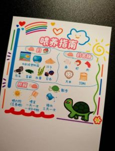 养龟指南_宿舍鱼缸饲养全攻略