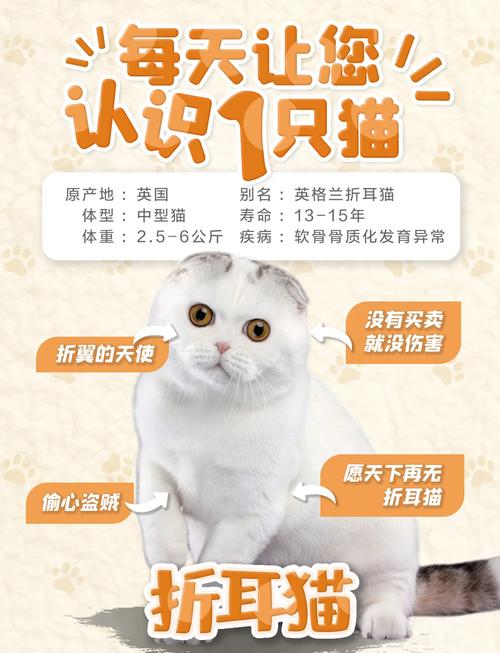 养折耳猫三大好处_温顺粘人折耳猫，家庭好伴侣，需细照料