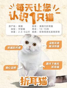 养折耳猫三大好处_温顺粘人折耳猫，家庭好伴侣，需细照料