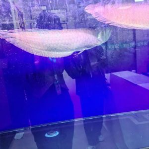 im缸能养银龙鱼嘛_大缸好水，耐心投入