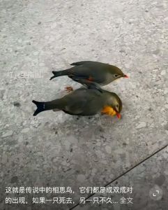 相思鸟一只能不能养_相思鸟单养需陪伴，成对需合笼，爱与呵护最重要