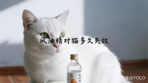 猫风油精味闻多了有影响吗_风油精对猫咪有毒，要远离！