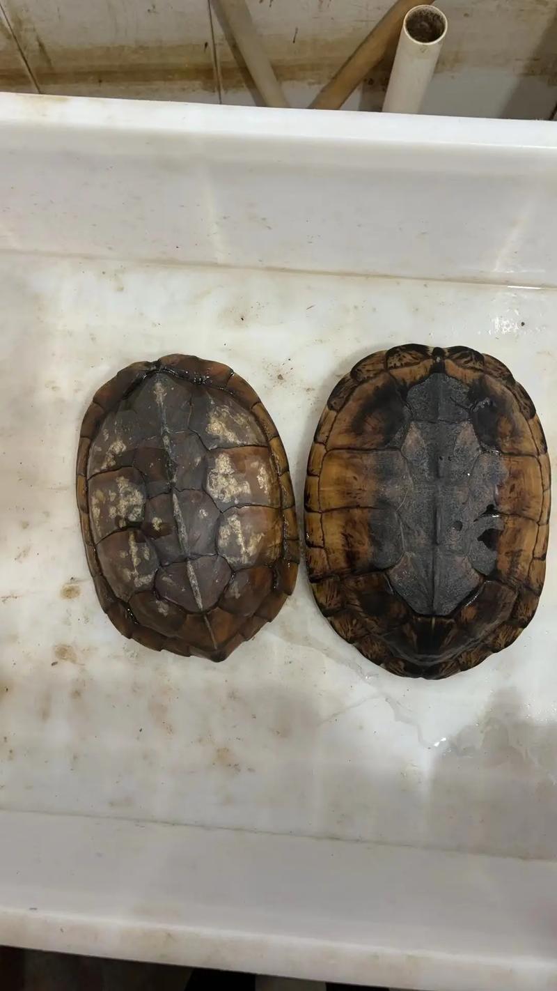 南石龟为什么叫短命龟_南石龟难养活?新手慎选! 南石龟为什么叫短命龟_南石龟难养活?新手慎选!