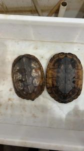 南石龟为什么叫短命龟_南石龟难养活？新手慎选！