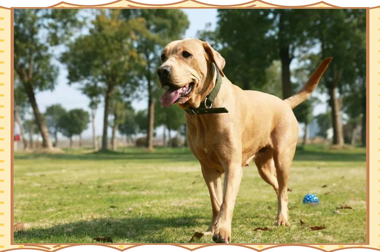 无攻击性的三大犬类_温顺好养，超适合家养！