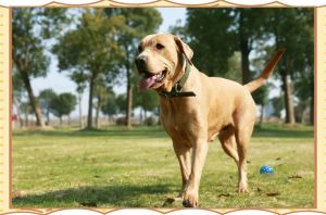 无攻击性的三大犬类_温顺好养，超适合家养！