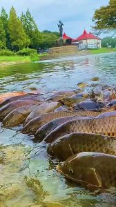 胆子大的鱼观赏鱼_成本高需谨慎，选对品种很重要